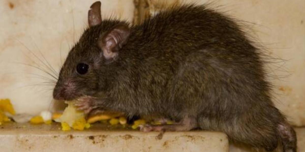 A giant rat coming out of the toilet: a health problem that caused a shock in the world
