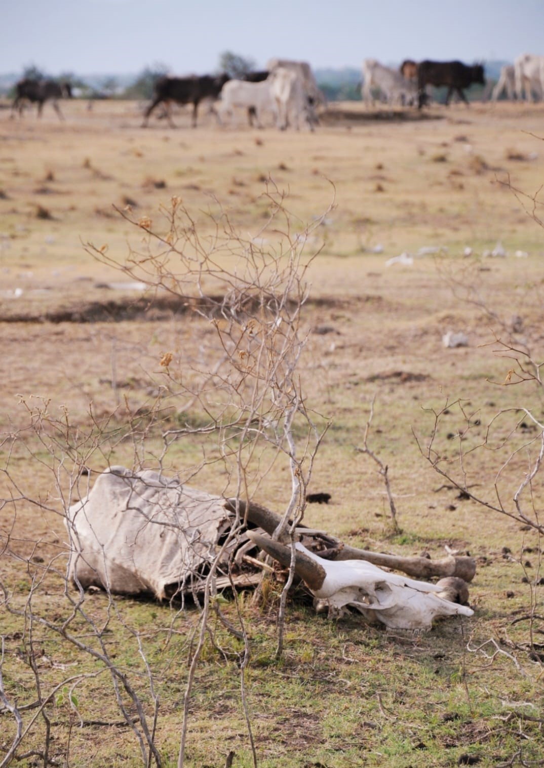 Los animales, especialmente el ganado, han colapsado. Los pastos están secos y no tienen agua para beber.