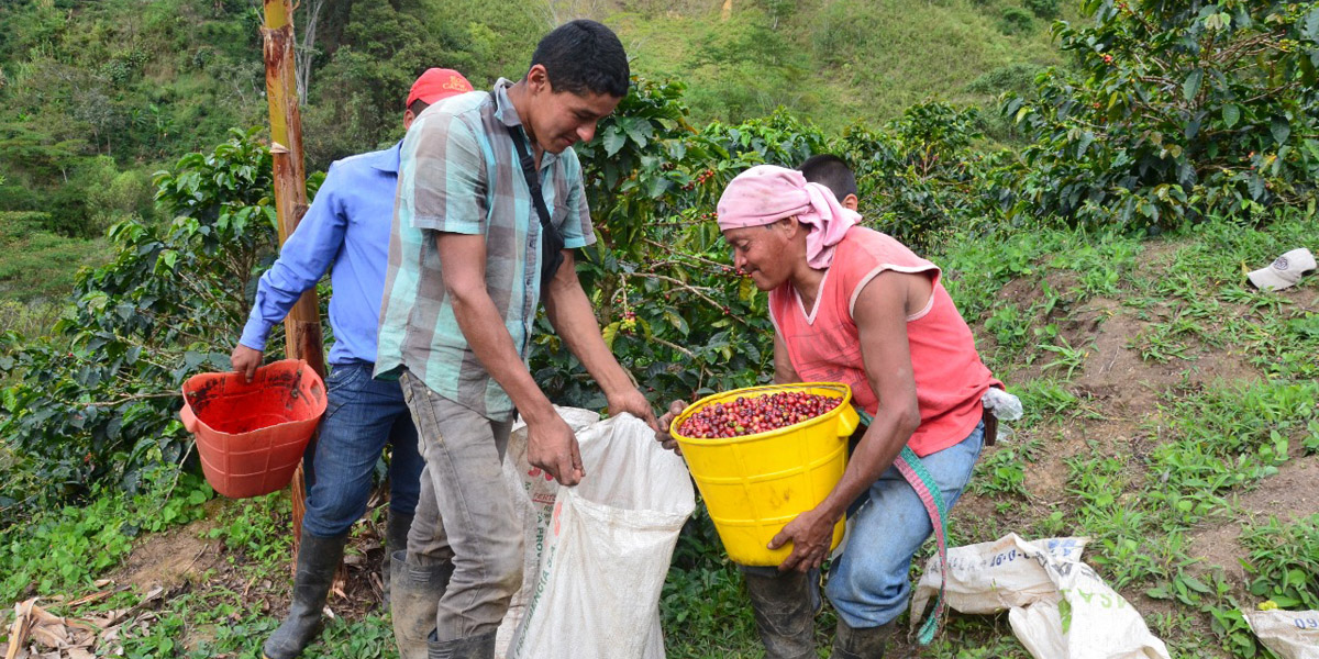 La cadena del café genera 78 mil empleos directos y 170 mil indirectos. 