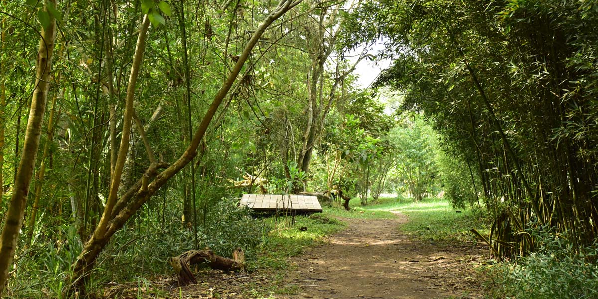 Tanto el Parque Bijao como Iraka, unidos, abarcan 2.5 hectáreas de bosque natural. 