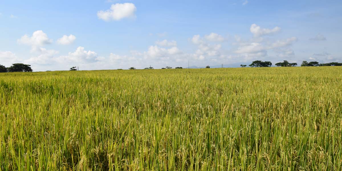 Cultivo de arroz de la Meseta de Ibagué sembrado con semilla certificada. 