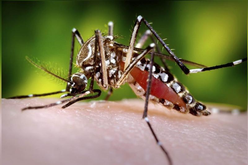 dengue tolima