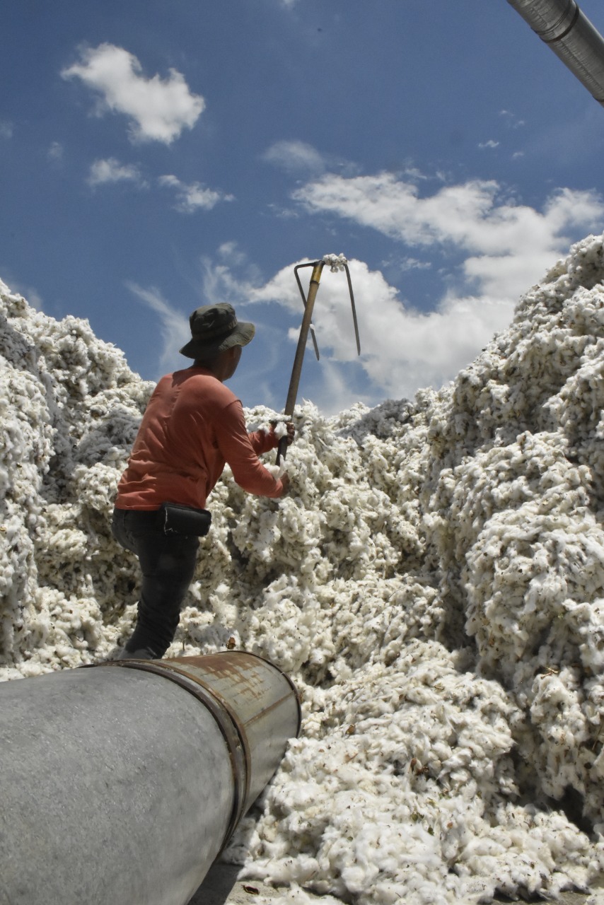 Archivo / EL NUEVO DÍA En sus mejores épocas, 23 municipios del Tolima ostentaban vastos cultivos de algodón.