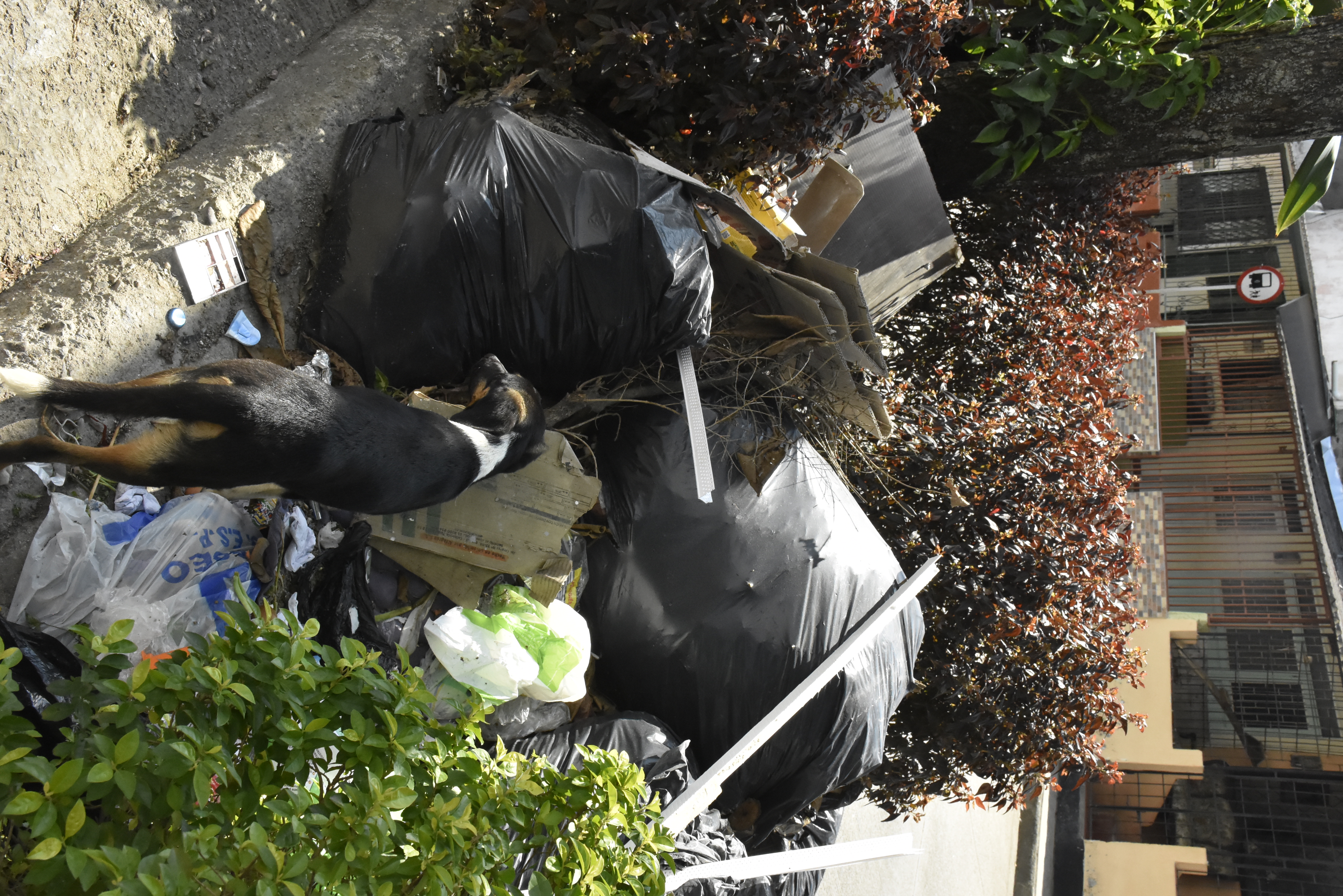 Algunos habitantes de calle vacían los residuos de las bolsas negras en el suelo, para revenderlas.