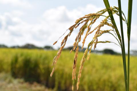 El rendimiento obtenido de arroz paddy verde en Tolima en 2019 fue de 7,7 toneladas por hectárea, siendo el segundo más alto del país detrás de Huila. 