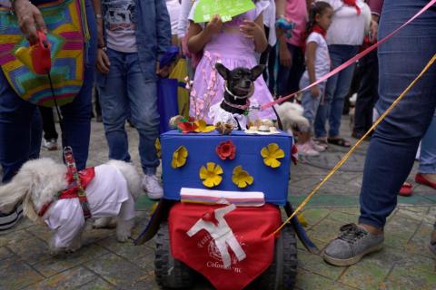 El Desfile Sampedrino de Mascotas, promueve el bienestar, la adopción y la calidad de vida vida de los ‘peluditos’.