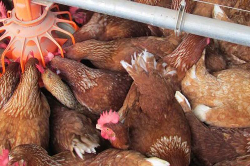 La avicultura produjo 1.693.178 toneladas de pollo y 14.383 millones de huevos durante el 2019 a nivel nacional. La mayoría de las gallinas que se venden por subasta se criaron en Ibagué. 
