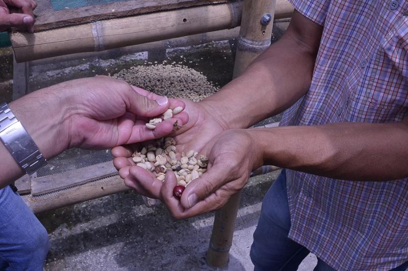 Entre 2015 y 2019 Colombia perdió 40 mil hectáreas cultivadas de café debido al abandono de los campesinos en razón a los bajos precios.