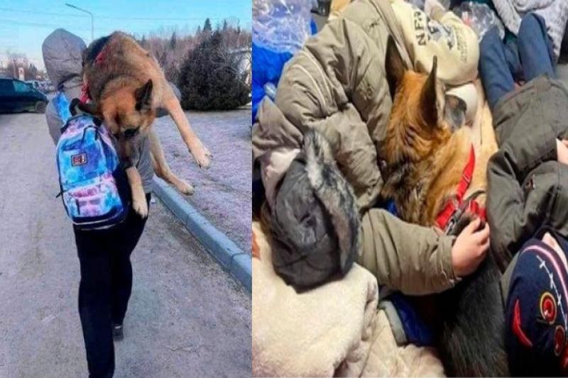 Esta mujer cargó 17 kilómetros a su perro para escapar de la guerra en  Ucrania | El Nuevo Día