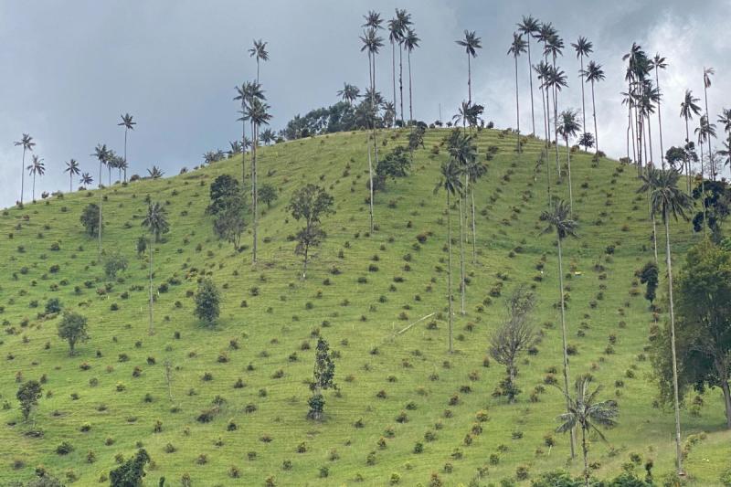Ahora en algunas áreas, el paisaje de la ‘Despensa Agrícola’ lo conforman grandes extensiones de cultivos de aguacate hass en medio de las palmas y pequeños ‘parches’ de cultivos tradicionales.  