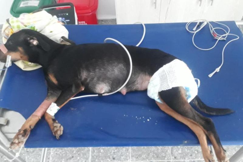 A palazos, vigilante mató a una perrita en Ibagué: Zenda tenía 3 añitos y dos cachorros bebés
