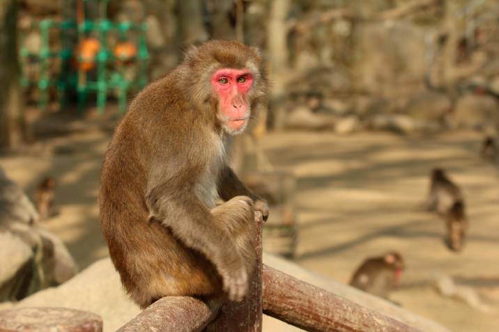 hembra alfa lidera grupo de macacos
