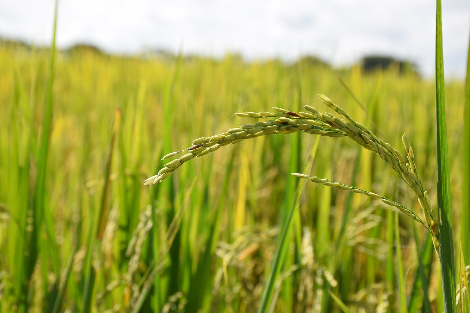 Archivo / EL NUEVO DÍA La cosecha de arroz en el Tolima equivale al 29 % del total de la producción colombiana.