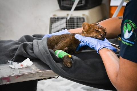 Pequeña jaguar quedó ciega y sorda en el Tolima, tras accidente y golpe en el cráneo