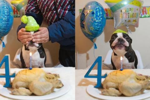 Su cara lo dice todo: perrito recibió de regalo de cumpleaños un pollo hervido para él solo