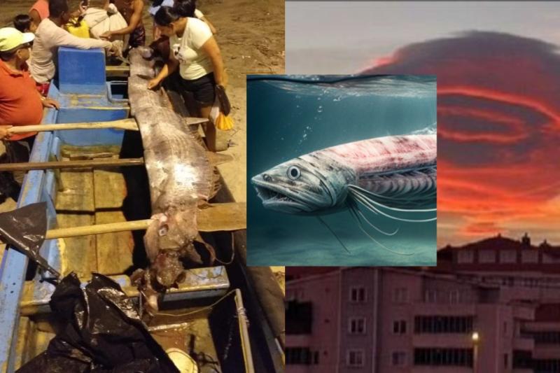 Temor por aparición de pez remo gigante, famoso por anticipar terremotos: hay más señales