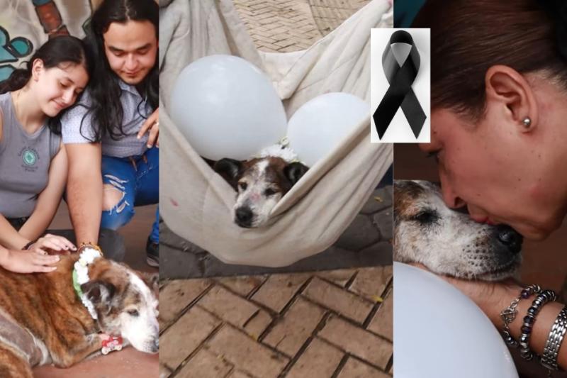 ¡Adiós a ‘Viejito’, el perrito más amado en la Universidad del Tolima! Le pusieron la eutanasia