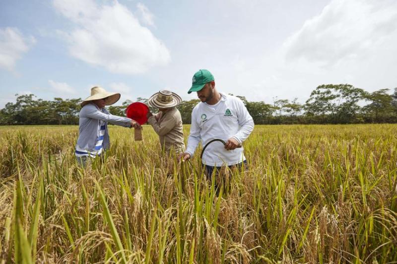 En el segundo semestre del 2022 en Colombia se cultivaron 177.221 hectáreas de arroz, según el Dane