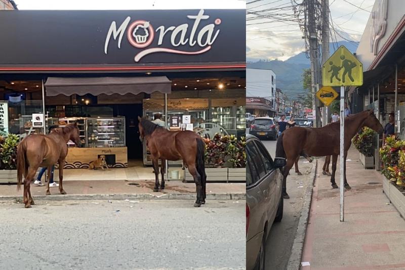¿Qué pasó con Candelillo, caballo que pide pan en Morata de Ibagué? Hay preocupación