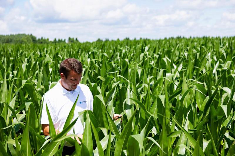 La tecnología detrás de un híbrido de maíz, todo lo que debe saber el productor del futuro