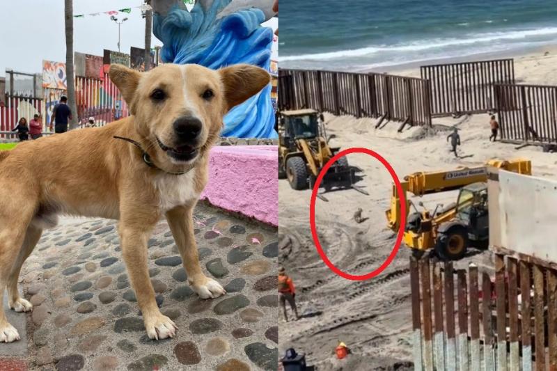 ¡Ni Firulais se salva! Autoridades ‘deportan’ a perrito que cruzó la frontera a Estados Unidos