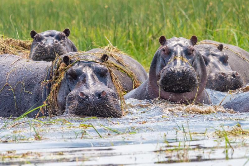 Gobierno matará a algunos hipopótamos de Pablo Escobar para controlar la población