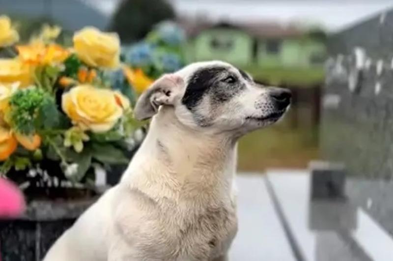 La conmovedora historia del perro que visita diariamente la tumba de su dueño en Brasil